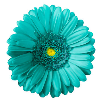 Gerbera turquoise flower  on white isolated background with clipping path.  no shadows. Closeup.  Nature.
