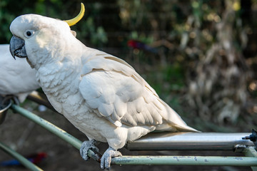 Obraz premium A Parrot