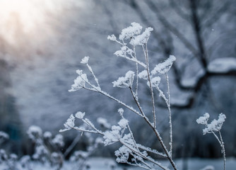 Dry plant covered with snow