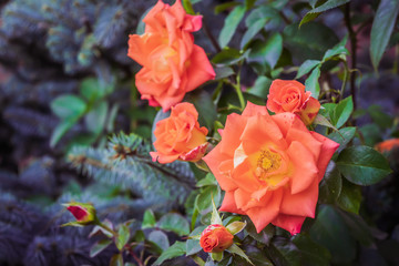 Rose flower on a green blur background.