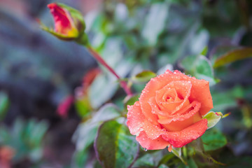 Orange rose flower in drops after rain