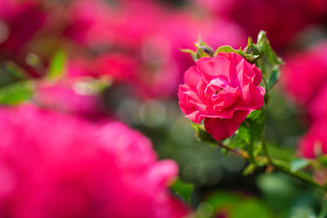 Rose flower on a green blur background.