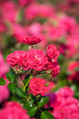 Rose flower on a blur background flower
