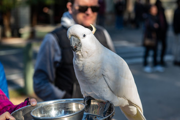 A Parrot