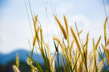 White Pennisetum setaceum or Fountain Grass or white flowers. They will grow near the river in the winter. It is the beautiful nature in blurred background. For wallpaper or backdrop