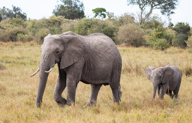 Obraz premium Adult and calf African elephants, Loxodonta africana, walking in landscape with tall grass and green trees in background