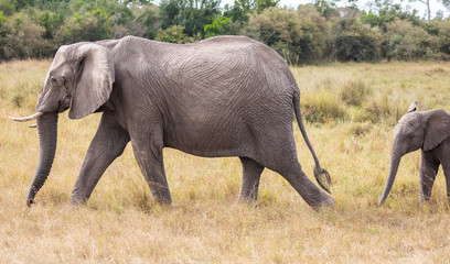 Naklejka na ściany i meble Adult and calf African elephants, Loxodonta africana, walking in landscape with tall grass and green trees in background