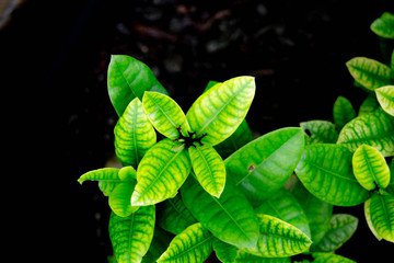 green leaves background