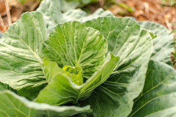 Close up on young cabbage vegetable growing in an outdoor field in Jamaica.