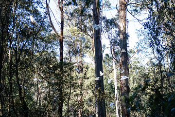 Fototapeta premium Landscape in Forest