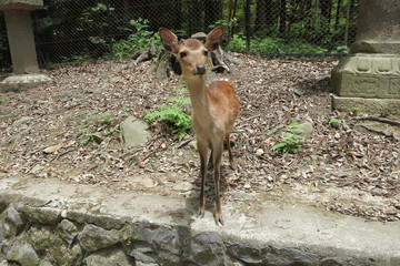 鹿　deer
