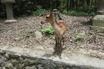 鹿　deer