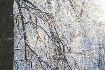 A branch of a tree in the snow
