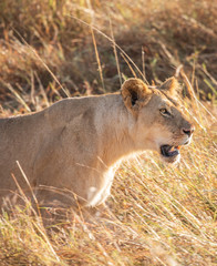 head and shoulders portrait of female lion walking in tall grass of Masai Mara  and staring intently in the distance