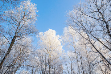 Fototapeta na wymiar White tops of trees in the park