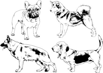 vector drawings sketches pedigree dogs in the racks drawn in ink by hand , objects with no background - obrazy, fototapety, plakaty