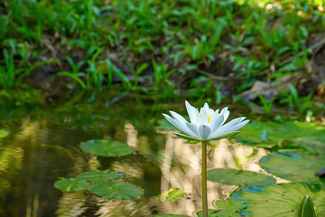 White Lotus Flower in the lotus pond Background grass