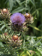 アーティチョーク