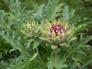 アーティチョーク