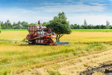 Fototapeta premium Combine harvester in action on rice field. Harvesting is the process of gathering a ripe crop