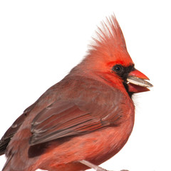 cardinal isolated on white background