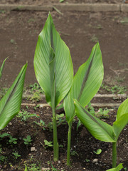 ガジュツ　薬用植物