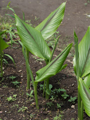 ガジュツ　薬用植物
