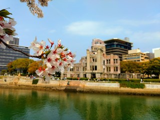 Rama de cerezo en Hiroshima