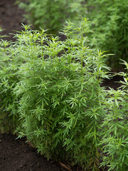 ケイガイ　薬用植物