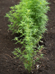 ケイガイ　薬用植物