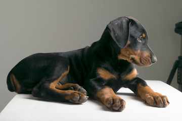 doberman pinscher puppy