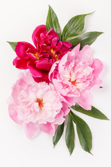 peony flowers with leaves