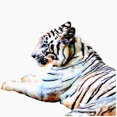 Digital painting of white tiger on white background