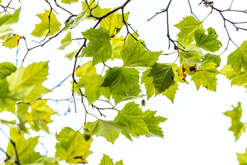 Green maple tree leaves isolated against sky in background.