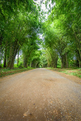 background of Bamboo tunnel
