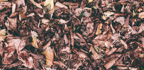Dry, fallen leaves.