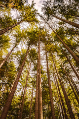 Group of excessively tall Douglas Fir trees (Pseudotsuga Menziesii) growing wild in a State Reserve Park on a sunny autumn day in Vancouver, British Columbia