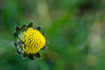 Frontyard MicroPhotography