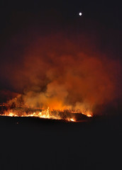 Fototapeta na wymiar Forest fire 15