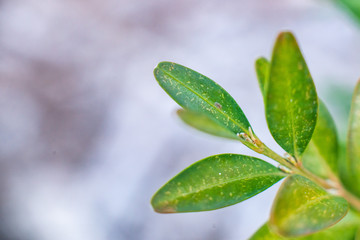 Frontyard MicroPhotography
