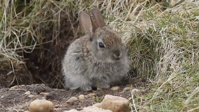 A baby Wild Rabbit (Orytolagus cuniculus) sitting at the entrance to it burrow in Scotland.	