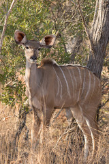 Female young kudu cow in wild African bush on morning safari