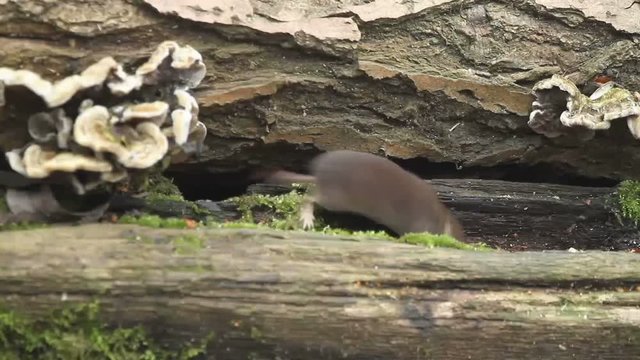 A cute Common Shrew (Sorex araneus) foraging for food in a log pile.