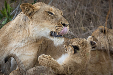 Fototapeta na wymiar Adult lioness interacting and playing with tiny cubs .