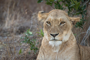 Close up portrait of adult lioness lazily resting in shade of tree.