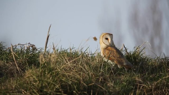 A stunning Barn Owl (Tyto alba) perched on the grass. It has been hunting for food to eat.