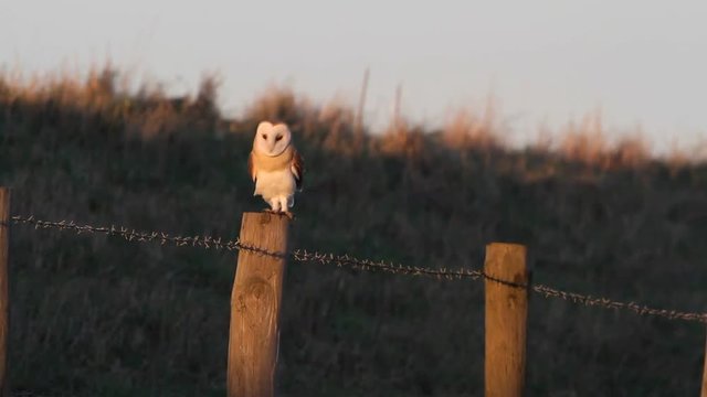 A stunning Barn Owl (Tyto alba) perched on a fence post early morning. It is hunting along the edge of the field for food. 