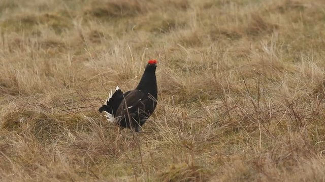 A stunning male Black Grouse (Tetrao tetrix) displaying in the moors early morning.