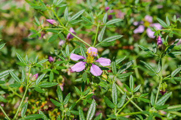 Obraz premium Flowers of Fagonia cretica. It is a species of flowering plants in the caltrop family, Zygophyllaceae. Photo taken in Santa Pola, province of Alicante, Spain