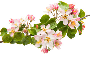 branch with flowers of apple